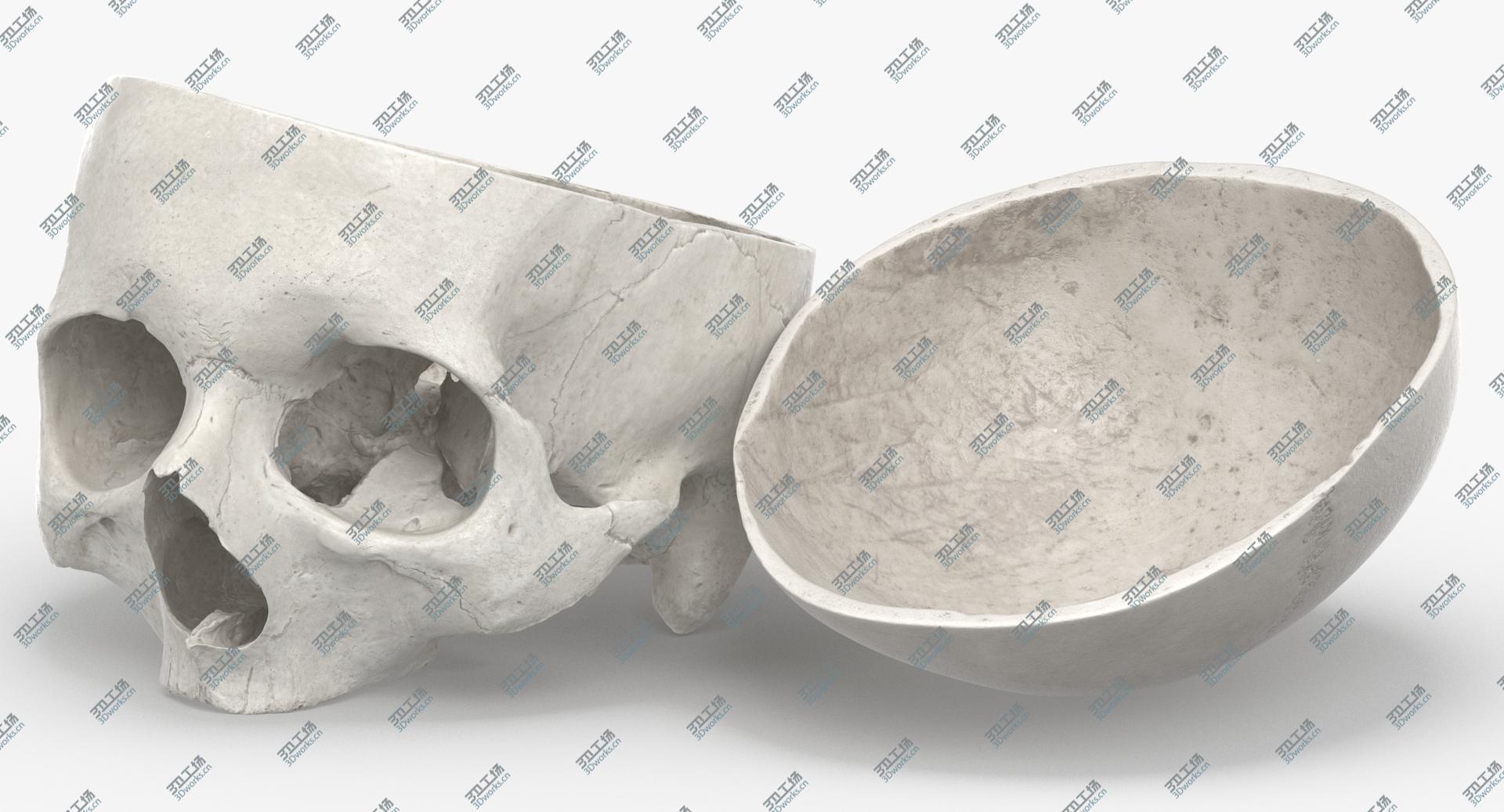 images/goods_img/202104091/Real Human Skull Cranial 02 Cut With Piece White Pose 03 3D model/5.jpg